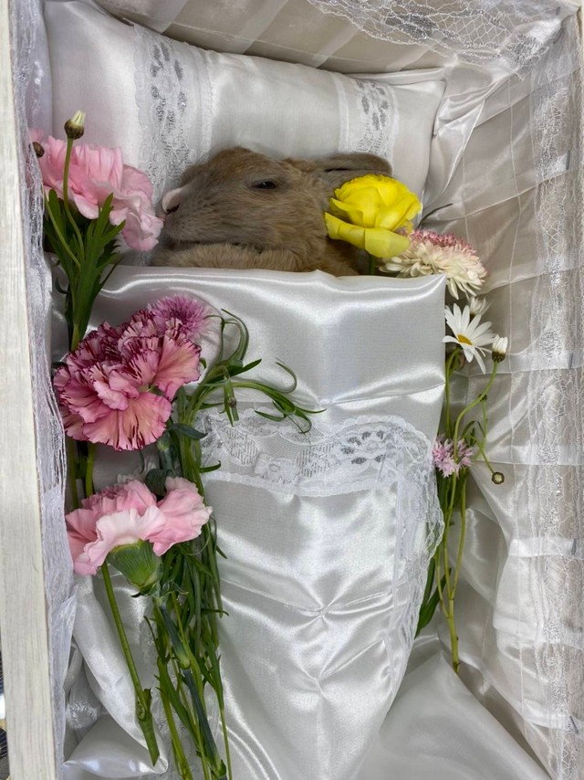 レスキューの前日に持ち込まれた膣脱のウサギが死に、ボランティアが弔ったという（もよままさん提供）