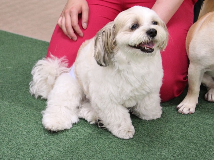 犬の幼稚園って楽しいな