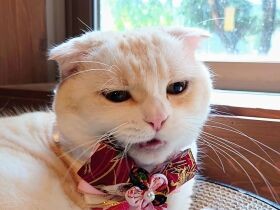 いい日だにゃ～　お気に入りのベッドでくつろぐスコティッシュフォールド「けい」　