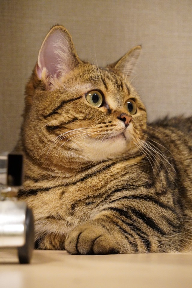 普段はおっとりしています（「もな」さん提供）