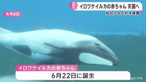 イロワケイルカの赤ちゃんが天国へ　献花台に別れを惜しむ人たち　仙台うみの杜水族館
