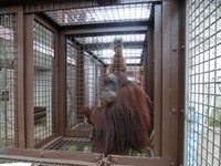 メスのウラン。髪は短め