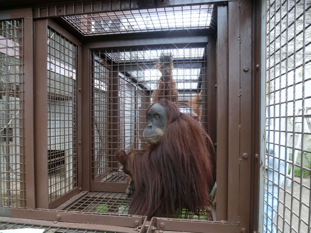 メスのウラン。髪は短め