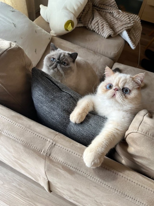 かけがえのない家族である2匹の愛猫たち