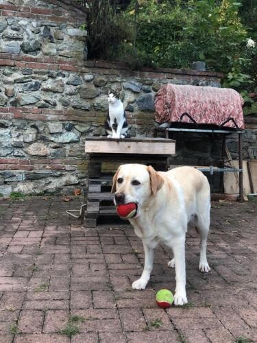 グレースが大好きなジージョは、いつもグレースにくっついている