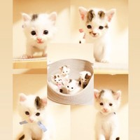 プロの動物写真家による、本当にかわいい写真！