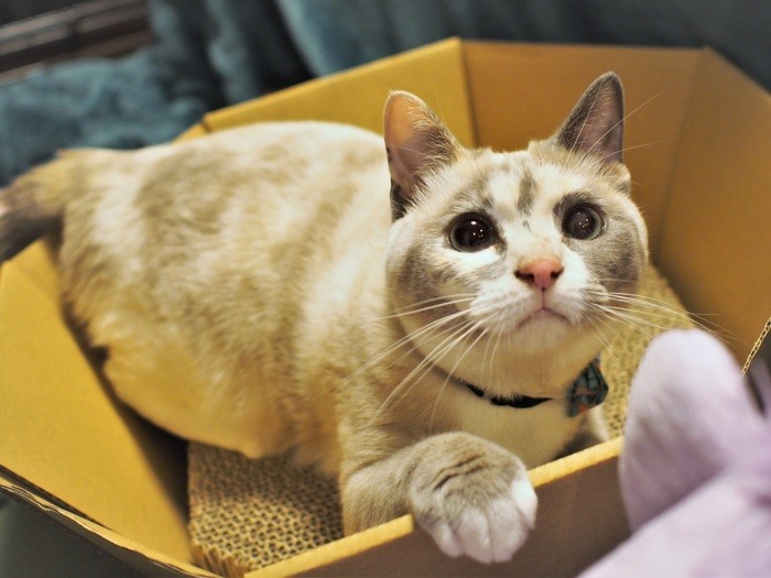 家猫になってひと月。じゃらしを振ると、目がピカピカに