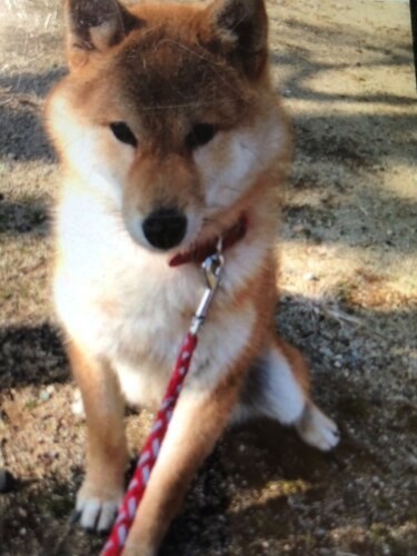 家にきたころの「すず」