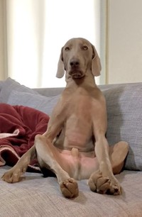 眠気をこらえるルピくん（「ルピロア ワイマラナー」さん提供、Twitterよりキャプチャ撮影）