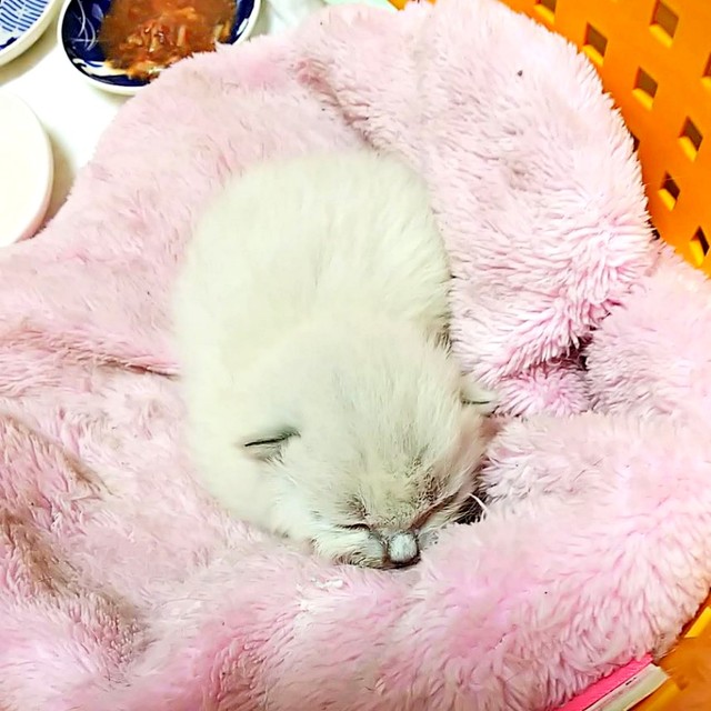 保護当時、生後2週間ほどだったリオくん。すやすやと眠っています（画像提供：めかりんまるさん）