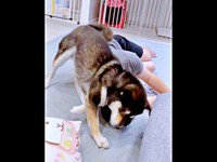 ゴシゴシしつつ、途中、ニオイをかぐもち吉くん（画像提供：黒柴もち吉さん）