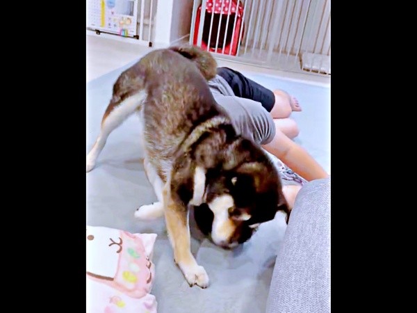 ゴシゴシしつつ、途中、ニオイをかぐもち吉くん（画像提供：黒柴もち吉さん）