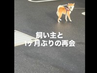 あの声は！？ 飼い主さんに気づいて振り返る琴ちゃん（画像提供：Yastinさん）