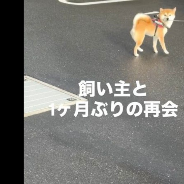 あの声は！？ 飼い主さんに気づいて振り返る琴ちゃん（画像提供：Yastinさん）
