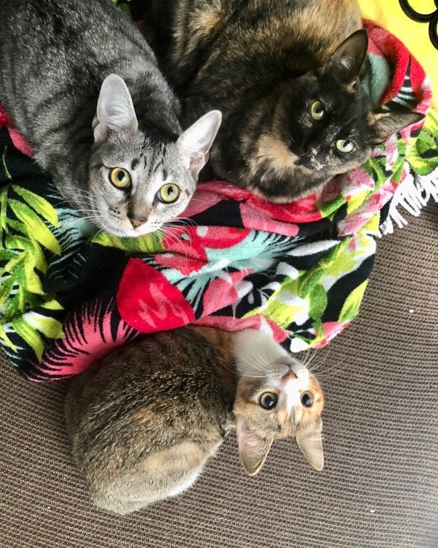 奇跡の３ショット＝nyan.sssさん提供