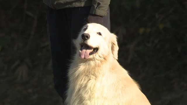 競技会初参加の犬から現役の警察犬まであわせて30匹が出場