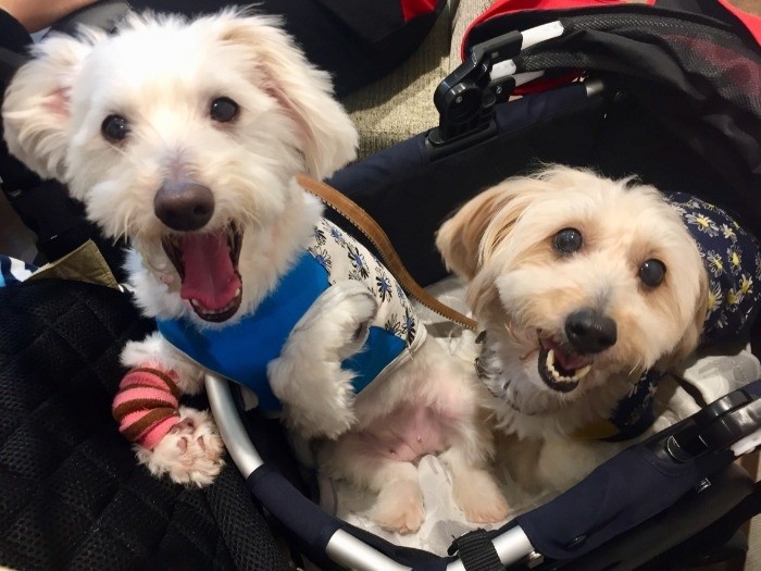 「皆さんこんにちは、にじ色です」「ハニーパンです」