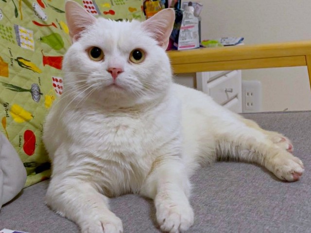 カメラを見つめる目つきも鋭いしらたまくん（画像提供：月としらたまさん）