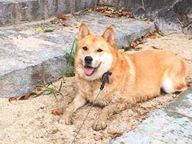 たくさんの幸せが来るようにと名付けた　保護犬の「福」