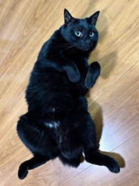 思わず「猫吸い」したくなる！ へそ天でくつろぐあずきちゃん（画像提供：あずきさん）