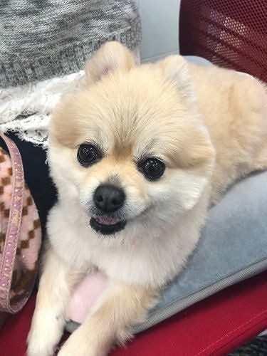 オフィスに来たもも（提供写真）