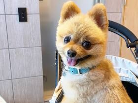 愛されポメラニアンの「ポン太」　初めての留守番で長ネギ振り回し事件が勃発!?