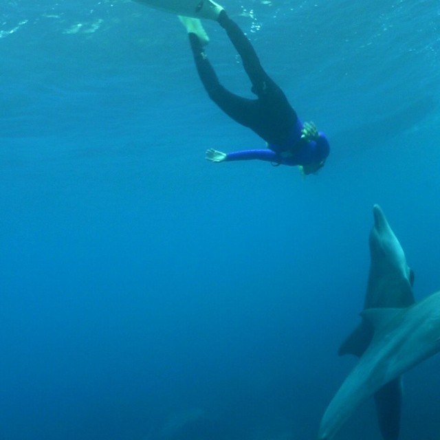 御蔵島ではイルカと一緒に泳いだ（写真提供=速形 豪）
