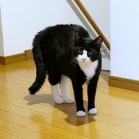 やんのかポーズになるめいちゃん（画像提供：奈神さん）