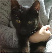 抱っこされていると幸せだにゃ＝gatita_himawariさん提供