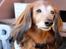 いつまでも大切な宝物　カニヘンダックスフントの「ミクロ」