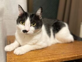 ３日間のお世話ですっかり愛着がわき、手放せずうちの子に　白黒猫「ぴーちゃん」