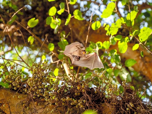 子供を連れ出し置き去りに 5年がかりの調査で見えてきたコウモリの子育て 朝日新聞globe