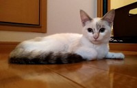 飼い主さんに送られてきたオタルちゃんの写真（画像提供：らいらいももさん）