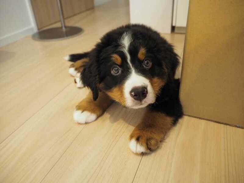 家にきたころの「ダンロ」