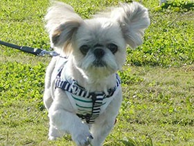いつもの散歩コースでダッシュ　一家の三男、シーズー「さん太」