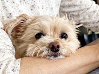 家族の腕にアゴをのせてくつろぐまろちゃん（画像提供：まろこちゃん）