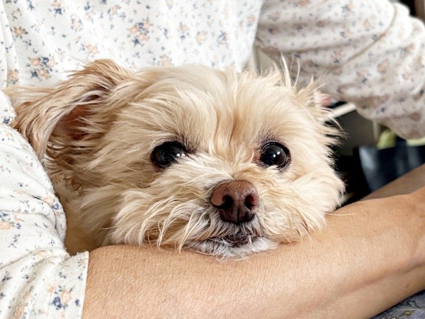 家族の腕にアゴをのせてくつろぐまろちゃん（画像提供：まろこちゃん）