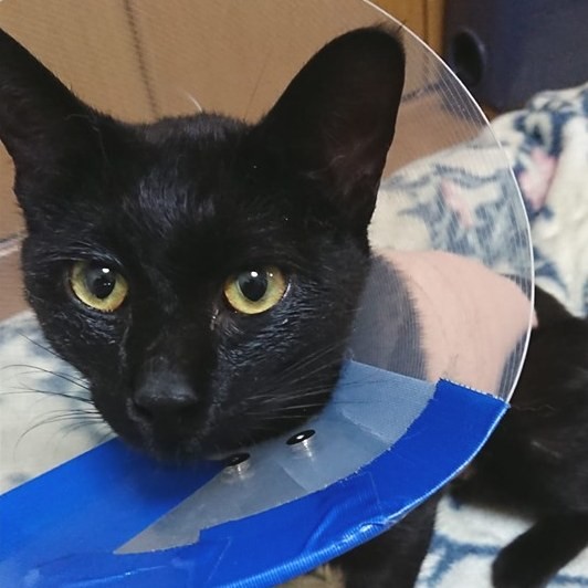 致命的な重傷から回復しつつある猫のサブ（岩切さん提供）