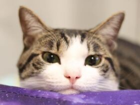 僕と一緒に寝ませんか？　おねむであご乗せ、キジ白「ふくすけ」