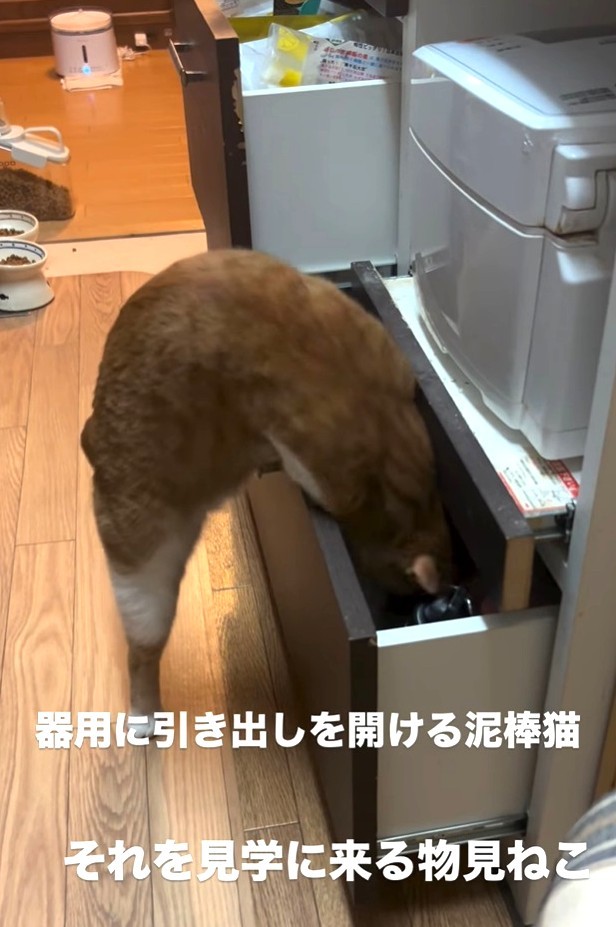 引き出しの中に頭を突っ込んだ！（大山 しるこさん提供、Instagramよりキャプチャ撮影）