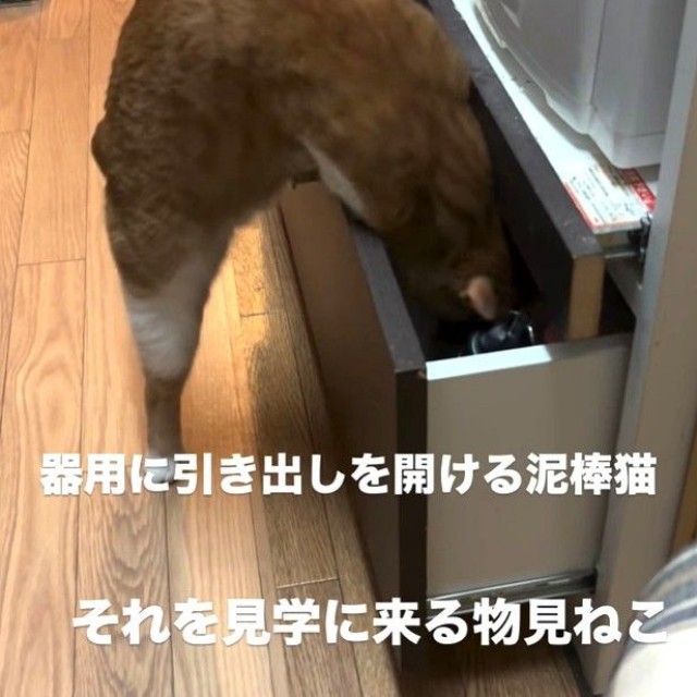 引き出しの中に頭を突っ込んだ！（大山 しるこさん提供、Instagramよりキャプチャ撮影）