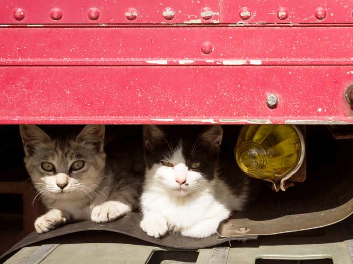 シャッターの隙間から子猫がちらり（撮影・沖昌之／白夜書房提供）