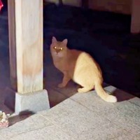 ある日、姿を現すようになったチャトランくん（画像提供：えみちゃんさん）