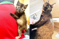 保護当時と現在。すくすくと成長したみりんちゃん（画像提供：みりん たいやきさん）