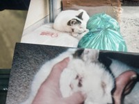 白黒猫も首元を傷つけられた（タノビケルトさん提供）