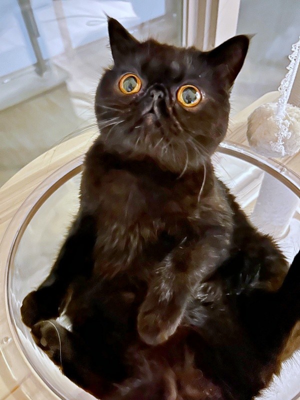 ゴールドの瞳が美しいかげちゃん（画像提供：こてつくんとかげつちゃん）