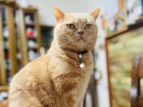 めざしの頭は食べない派　居眠る直前、“無”になっているブリショー「roland」