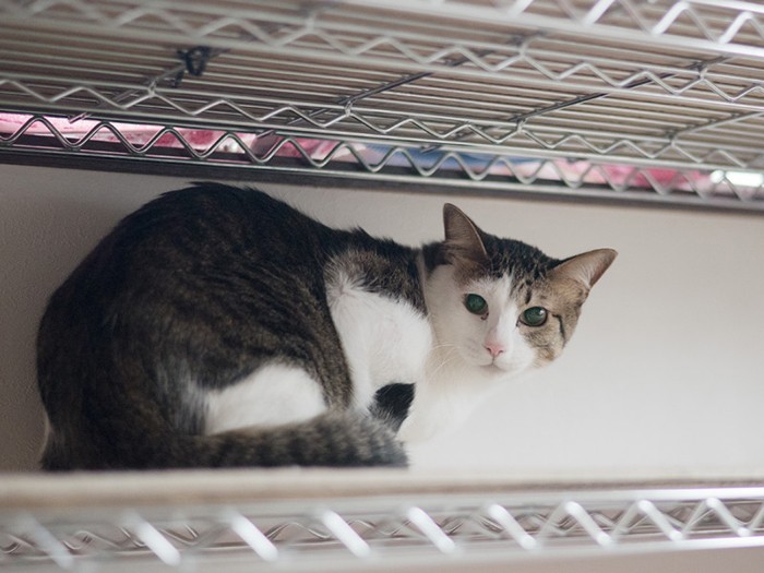 「この家に来て顔も毛もとてもきれいになったんだ」（小林写函撮影）