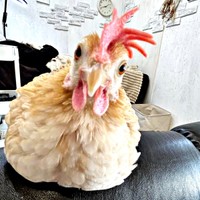 生後5カ月、家族みんなをメロメロにしているゴマちゃん（画像提供：ぴいちょさん）