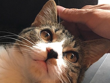 河川敷でびしょぬれで保護された猫「シンシン」